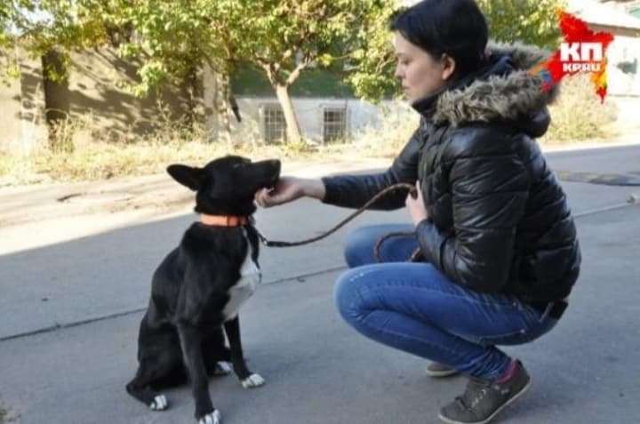 Куче извървя 300 километра, за да се върне при момичето, спасило живота му
