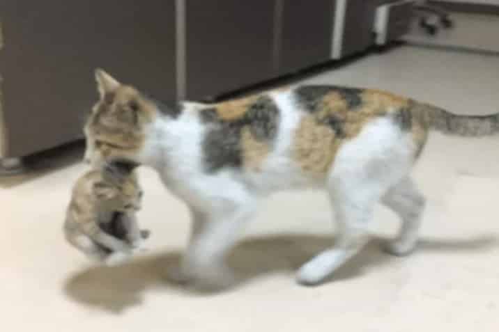 Майка котка заведе малкото си котенце в човешка болница
