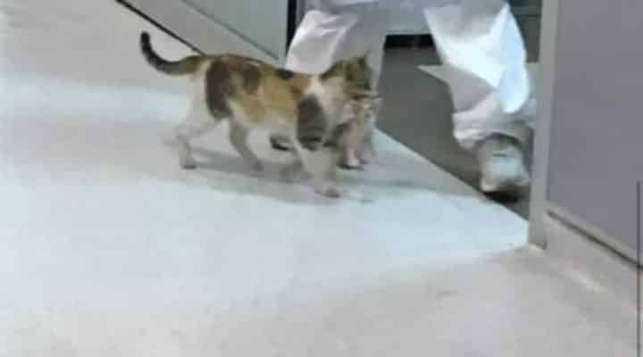 Майка котка заведе малкото си котенце в човешка болница