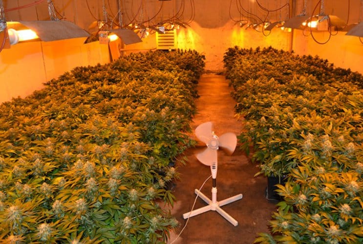 Криминалисти на СДВР разкриха домашна оранжерия за отглеждане на марихуана,