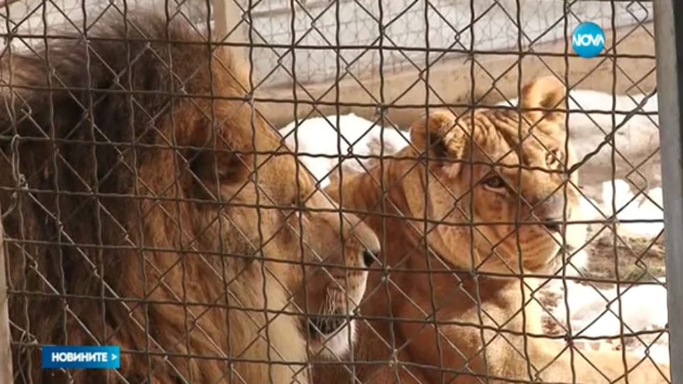 Пет лъва предизвикаха кратка извънредна ситуация в австралийски зоопарк  след като избягаха от