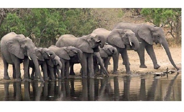 Властите в Шри Ланка ще броят слоновете през 2023 година