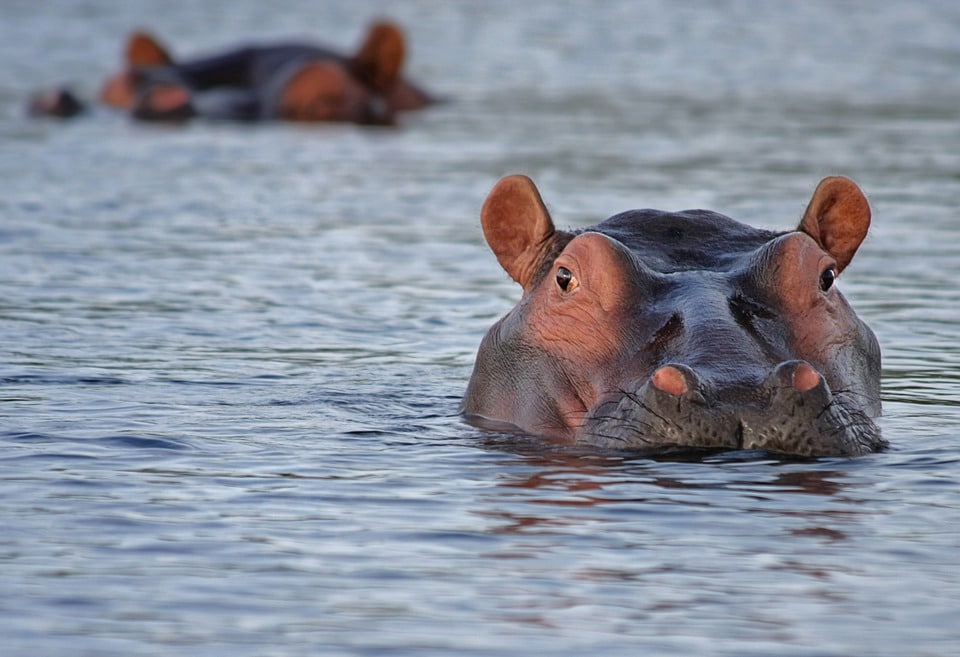 Хипопотам нападна и уби група туристи по време на рафтинг!