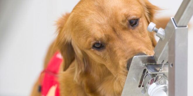 Как се обучават кучетата, които надушват различни болести (ВИДЕО)