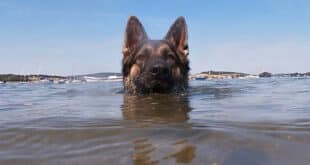 Куче плувало 11 часа, за да помогне на стопанина си. Най-преданият приятел!