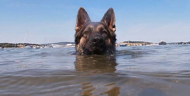 Куче плувало 11 часа, за да помогне на стопанина си. Най-преданият приятел
