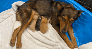 Майка-куче губи малките си при раждане, но осиновява три осиротели котенца. (Видео)
