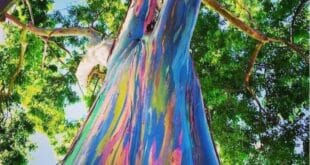 Дървото с цветовете на дъгата