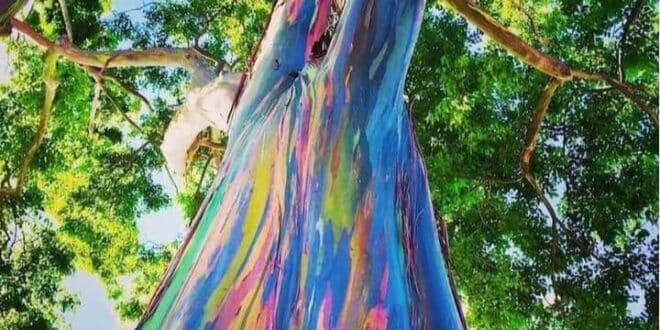 Дървото с цветовете на дъгата!