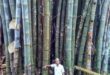 Знаете ли,че бамбукът не е дърво