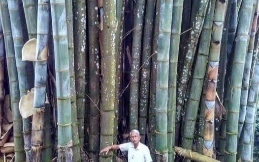 Знаете ли,че бамбукът не е дърво