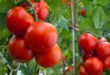 СТАР ГРАДИНАРСКИ трик: Ако засадите тази билка до доматите, ще имате двойна реколта