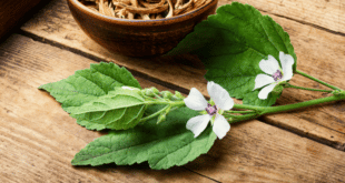 Лечебна ружа и маточина помагат при лечение на белодробен емфизем!!