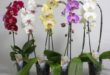 4 обикновени КИСЕЛИНИ връщат орхидеята към живот за 10 дни. Пуска нови корени и цъфти повече от преди