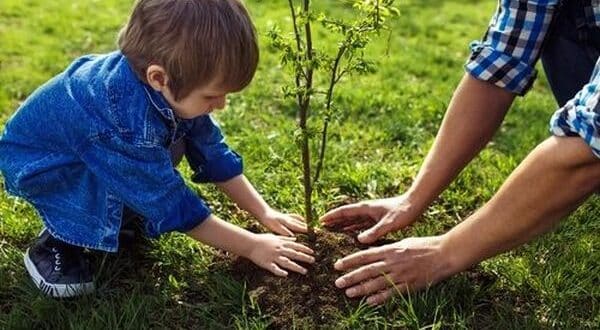 Дървото, което трябва да засадите в градината си, за да привлечете парите