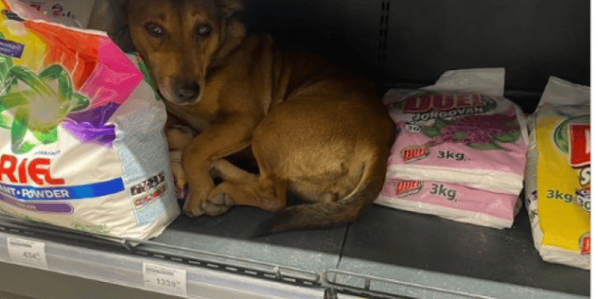 Бездомно куче потърси спасение от студа: Сцената предизвика спор сред хората