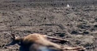 Бракониери незаконно убиха елен край Русе