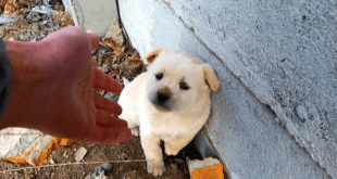 Изгубено кученце, намерено в градината на жената – тя е изненадана, когато го взема