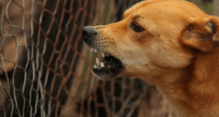 Как да отблъснете агресивните кучета