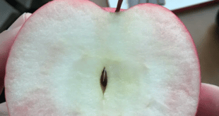 Мъж разряза ябълка но остана дълбоко изумен