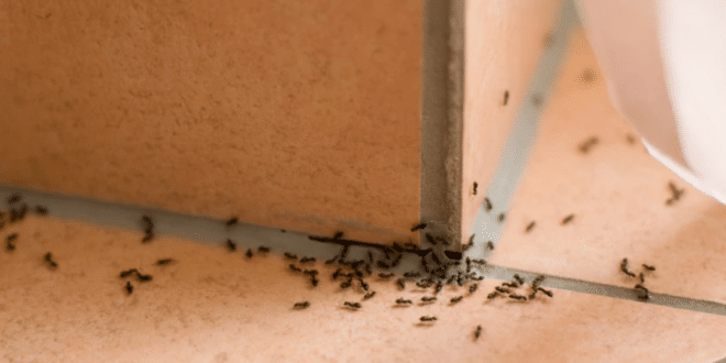 Ами ако мравки нападнат дома ви? Опитахме лечение, за което никога не бихте се сетили и те бягат като луди