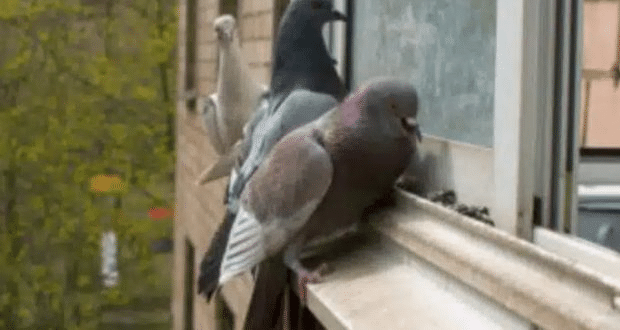 Поличба: Ето какво означава, ако гълъб кацне на прозореца ви
