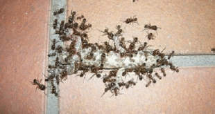За борба с мравки, бълхи и хлебарки: 12 начина да ги разкарате завинаги от дома си