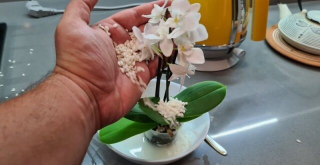 Защо слагам ШЕПА ОРИЗ в саксията с орхидеята