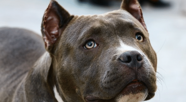 Треньор на кучета коментира случая с питбула, убил стопанина си