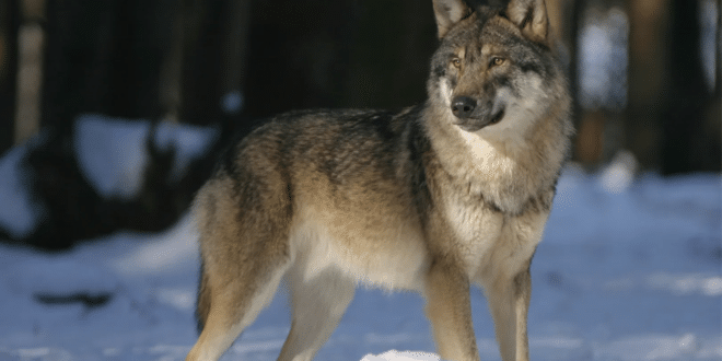 Вълк от Швейцария измина дълго разстояние от 1927 километра и умря в ръцете на ловец