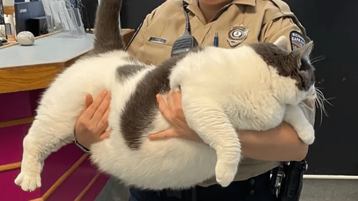 Котка от Вирджиния, тежаща почти 40 кг., е осиновена само за часове: „Това е моята котка“
