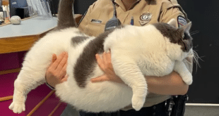 Котка от Вирджиния, тежаща почти 40 кг., е осиновена само за часове: „Това е моята котка“