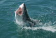 Камери предаваха на живо атаката на чудовищна акула: Сърфирането се превърна в пълна катастрофа