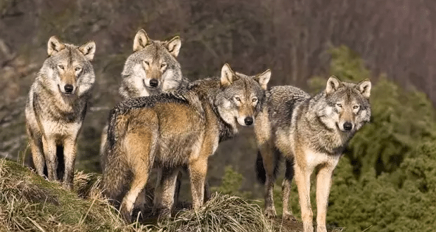 Вълци нападат стадата с животни в кърджалийско село