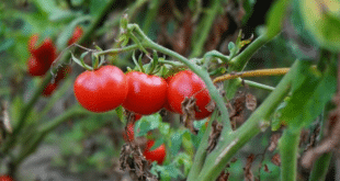 Професионални трикове: Как да накарате вашите домати да растат като луди и да бъдат устойчиви на болести