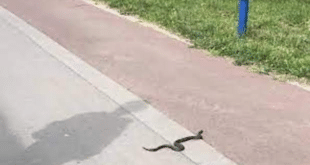 Нашествие на змии в централната част на Русе, въпреки че тревата е окосена