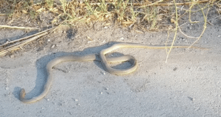 Змии в центъра на Русе разтревожиха хората