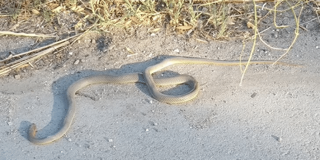 Змии в центъра на Русе разтревожиха хората