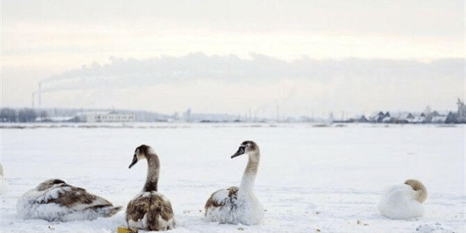 Ято лебеди изгубили надежда замръзваха в езерото, но една смела жена успява да ги спаси