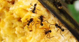 Направете микс от тези две съставки, мравките и комарите ще заобиколят дома ви