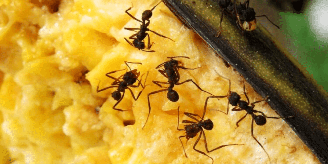 Направете микс от тези две съставки, мравките и комарите ще заобиколят дома ви!