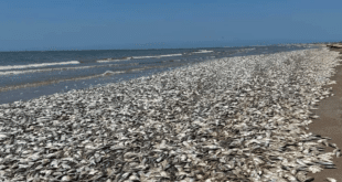 Десетки хиляди мъртви риби изплуваха на плажа (СНИМКИ)