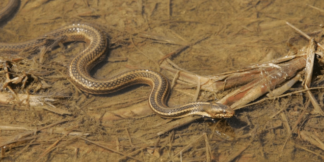 Змии плъзнаха в центъра на Благоевград след обилните дъждове