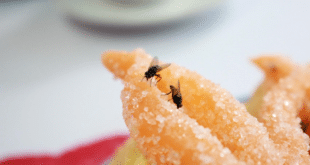 Най-лесният трик да се отървете от мухите в къщата (видео)