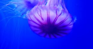 Ерата на вечните медузи: Голямо откритие на учени от Неапол