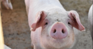 Смешно видео с прасе се разпространи в социалните мрежи