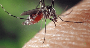 Най-ефективният репелент против комари: Прогонете кръвопийците с 1 съставка, която всички имаме у дома
