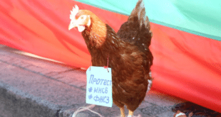 Недоволна кокошка излезе на протест до НС!