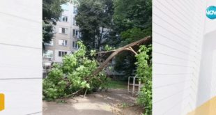 Огромно дърво падна върху детска площадка в София
