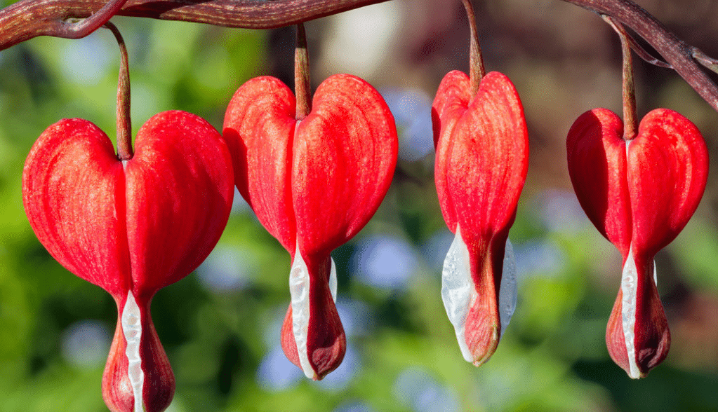 Моминско сърце е растение с нереална красота: Цъфти до късна есен, понася добре жегата и може да се отглежда на терасата
